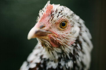 White Speckled Hen Headshot