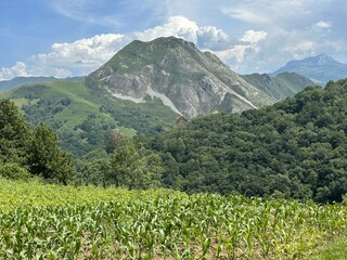 Fototapeta na wymiar Corn field in the mountains