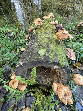mushrooms growing on an moss covered log