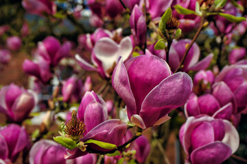 Beautiful magnolia tree flowers in the garden in March