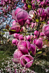 Beautiful branch of magnolia in the garden, on the ground with petals of rose magnolia