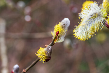 Willow catkins on a shrub in March 2024