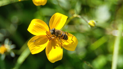 Hoverfly on a yellow wildflower in Cotacachi, Ecuador