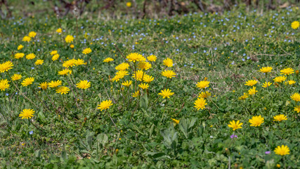 Obraz premium Fleurs de pissenlits au printemps dans une prairie