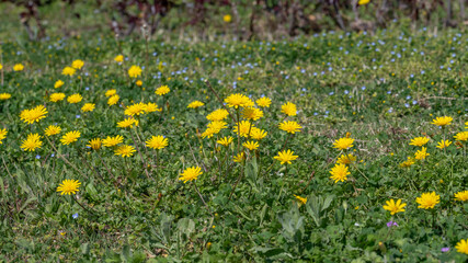 Fleurs de pissenlits au printemps dans une prairie