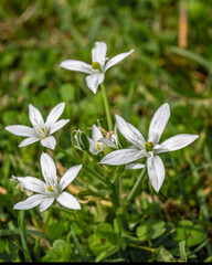 Obraz na płótnie Canvas Joli fleurs blanches au printemps