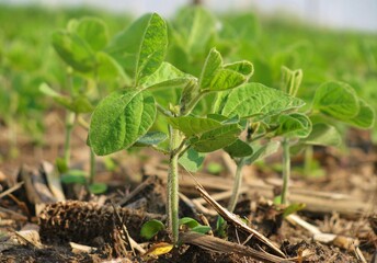 small soybean plants