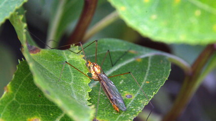 Crane fly on a leaf in Cotacachi, Ecuador