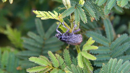 Weevil on a leaf in Cotacachi, Ecuador