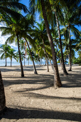 Romantic Caribbean sandy beach with palm trees, turquoise sea. Morning landscape shot at sunrise at...