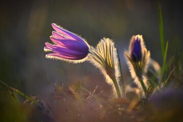 Nice little purple flower in the spring. Beautiful nature background for spring time on the meadow....