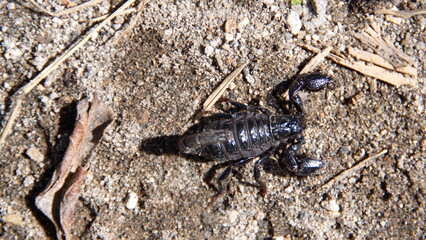 Exoskeleton of a scorpion on the ground in Cotacachi, Ecuador