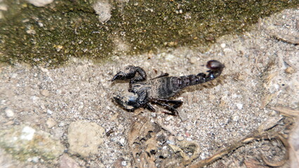 Exoskeleton of a scorpion on the ground in Cotacachi, Ecuador