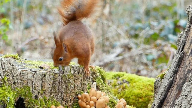 squirrel looking for food on tree stump covered by moss and fungi in forest against blur background