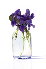 fragrant sweet violets  flowers close up