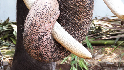 Closeup of elephant with trunk wrapped in tusks