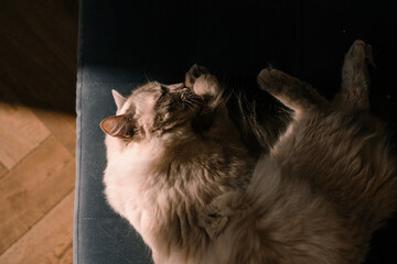 Ragdoll cat licking its paw