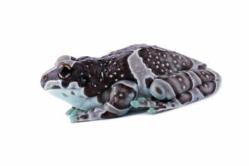 	
The Amazon milk frog isolated on white (Trachycephalus resinifictrix)