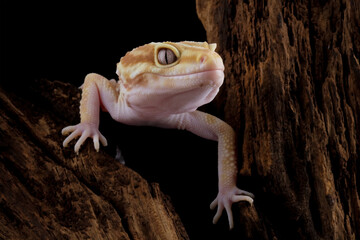 Leopard gecko lizard on wood