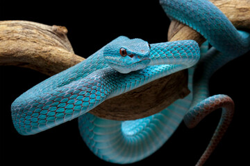Blue viper snake on a branch 
