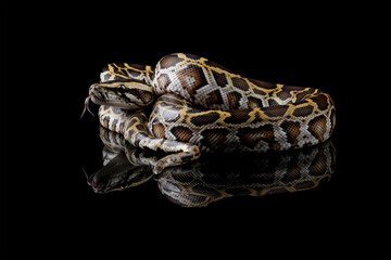 Python molurus bivittatus isolated on black