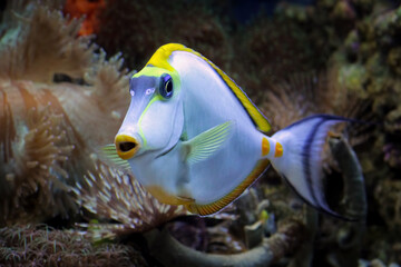 Beautiful marine fish on the coral reefs	
