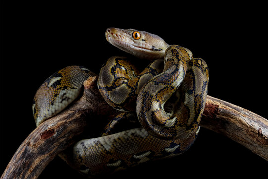 python reticulatus isolated on black, non-venomous snake