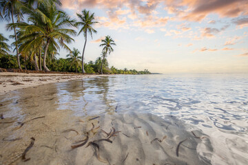 Romantic Caribbean sandy beach with palm trees, turquoise sea. Morning landscape shot at sunrise at...