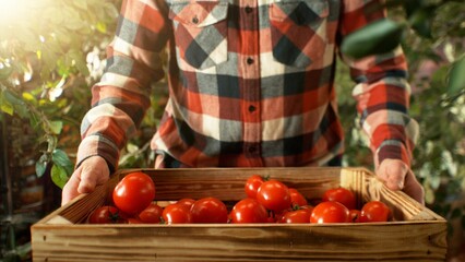 Closeup of Farmer Holding Wooden Crate with Tomatoes.