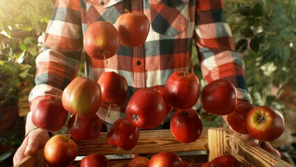 Closeup of Farmer Holding Wooden Crate with Falling Red Apples. - 765867601