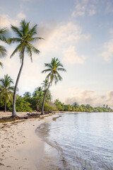 Romantic Caribbean sandy beach with palm trees, turquoise sea. Morning landscape shot at sunrise at Plage de Bois Jolan, Guadeloupe, French Antilles