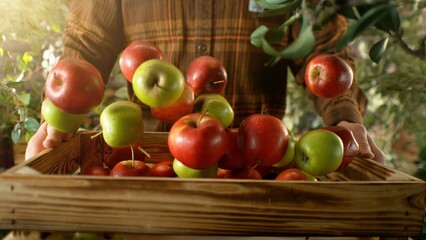 Closeup of Farmer Holding Wooden Crate with Falling Apples. - 765867617