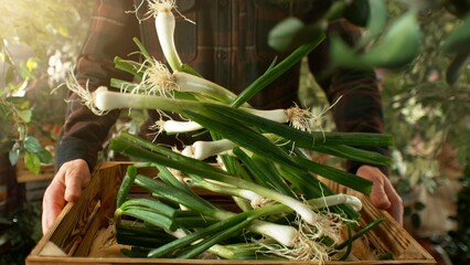 Closeup of Farmer Holding Wooden Crate with Falling Spring Onions. - 765867622