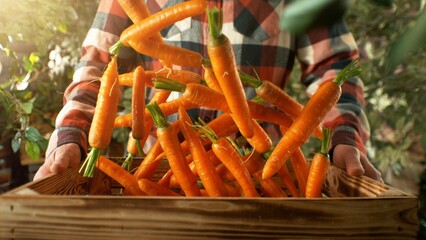 Closeup of Farmer Holding Wooden Crate with Falling Carrots.