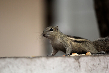 squirrel on the home wall eating bread