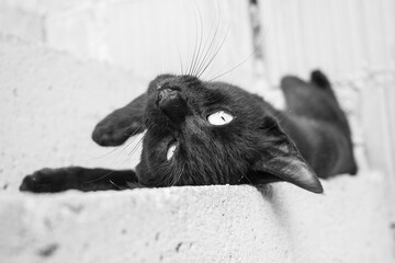 black and white cat

