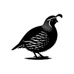 Quail Silhouette - Distinctive Ground-Dwelling Bird Profile on White Background