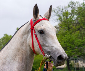 Portrait of a grey arabian horse.