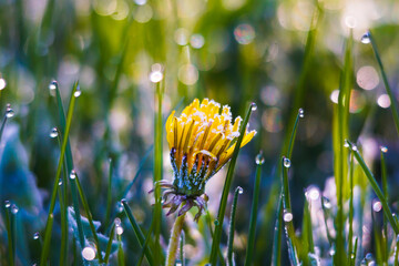 frozen dandelion morning shot in spring