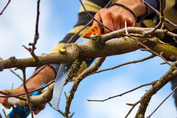 Winter pruning of apple tree agriculture concept . pruners with electric secateur and saw - 765870065