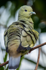 The pink-necked green pigeon (Treron vernans) is a species of bird of the pigeon and dove family, Columbidae. It is a common species of Southeast Asia