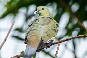 Obraz premium The pink-necked green pigeon (Treron vernans) is a species of bird of the pigeon and dove family, Columbidae. It is a common species of Southeast Asia