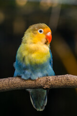 Fischer's lovebird (Agapornis fischeri) is a small parrot species of the genus Agapornis.