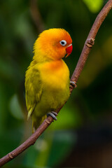 Fischer's lovebird (Agapornis fischeri) is a small parrot species of the genus Agapornis.