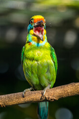 The red-throated barbet (Psilopogon mystacophanos) is a species of bird in the family Megalaimidae