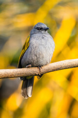 The grey-bellied bulbul (Ixodia cyaniventris) is a species of songbird in the bulbul family. It is found on the Malay Peninsula, Sumatra and Borneo.