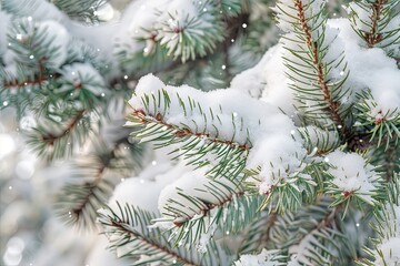 Snow-covered pine branches. Winter background