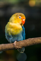 Fototapeta premium Fischer's lovebird (Agapornis fischeri) is a small parrot species of the genus Agapornis.