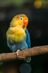 Fischer's lovebird (Agapornis fischeri) is a small parrot species of the genus Agapornis.