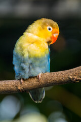 Fischer's lovebird (Agapornis fischeri) is a small parrot species of the genus Agapornis.
